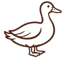 storage/modelfiles/general_configs/26/10/13/33/canard-6acdf05a99cd7-6acdf0b31e3d1-6acdf20acbcf7.jpg