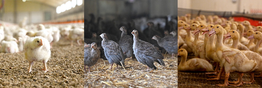 Bannière engagement Bien-être animal